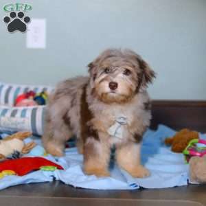 Rory, Mini Aussiedoodle Puppy